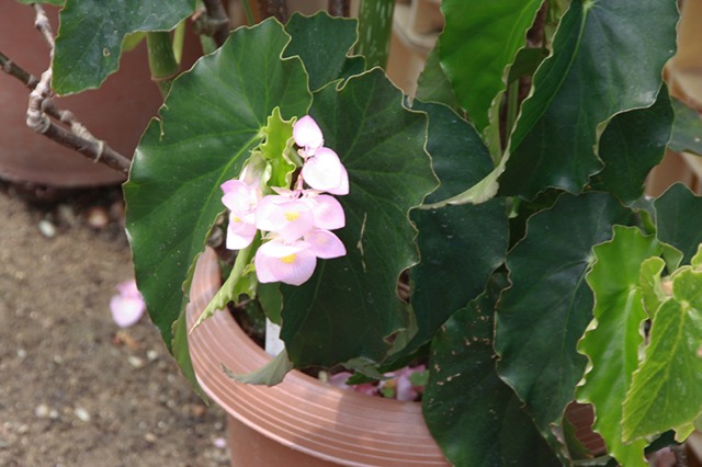 B. ‘Hashimoto Pink Redy’
